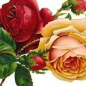 Be sure to check out Rosecentric's closet!